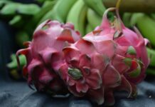 Pitahaya cultivada en Vicente Noble, Barahona, República Dominicana. Gobierno entrega sistema de bombeo a productores.