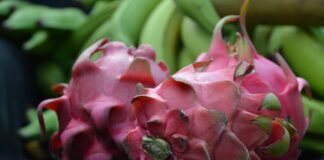Pitahaya cultivada en Vicente Noble, Barahona, República Dominicana. Gobierno entrega sistema de bombeo a productores.