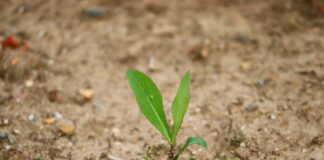 Imagen de Manfred Richter en Pixabay.