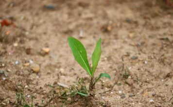 Imagen de Manfred Richter en Pixabay.