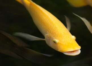 Materiales emergentes: el bioplástico japonés que redefine la relación entre sostenibilidad y tecnología