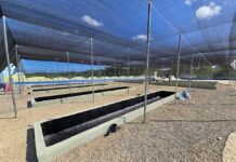 Punta Bergantín impulsa vivero de especies nativas y endémicas para fortalecer la sostenibilidad ambiental