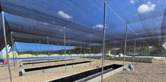 Punta Bergantín impulsa vivero de especies nativas y endémicas para fortalecer la sostenibilidad ambiental